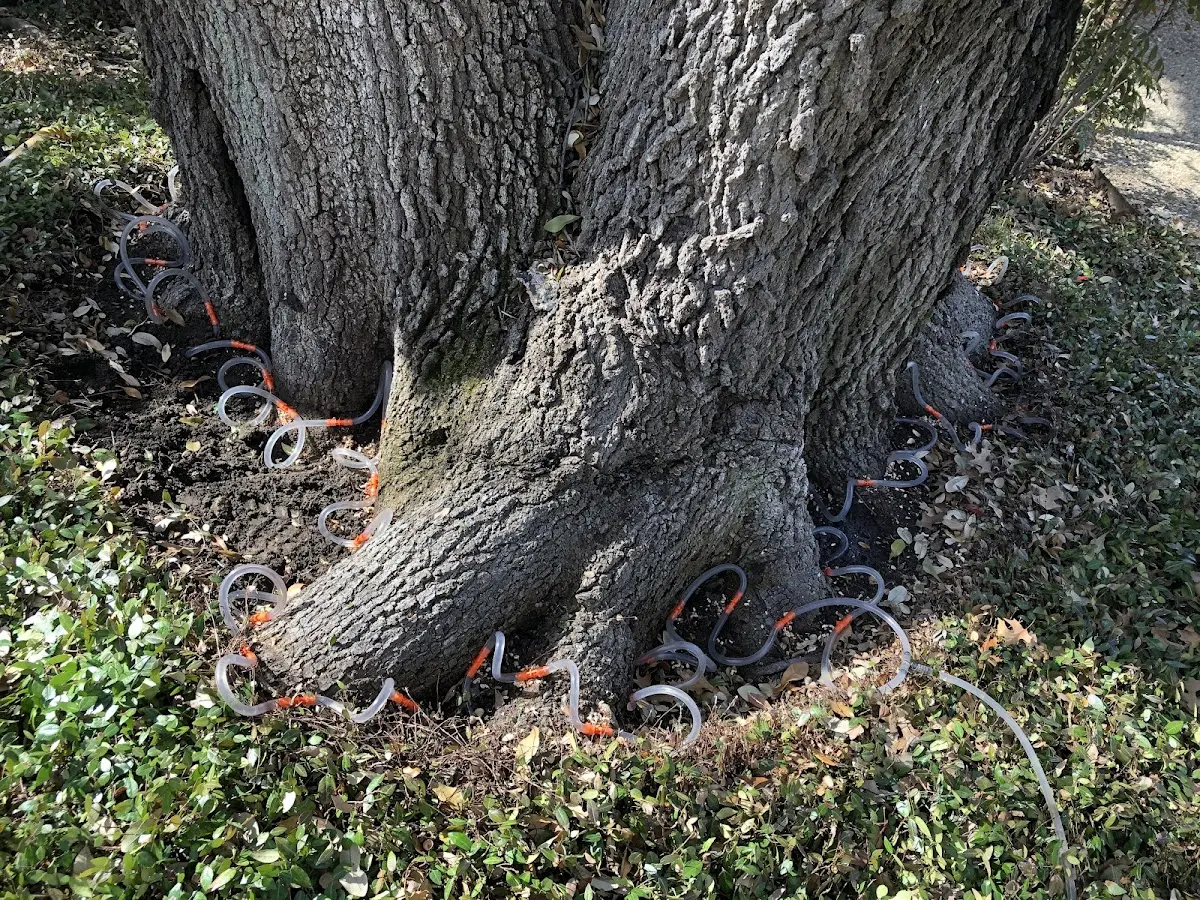 Detailed Tree Cabling and Bracing job site in Parkers Prairie