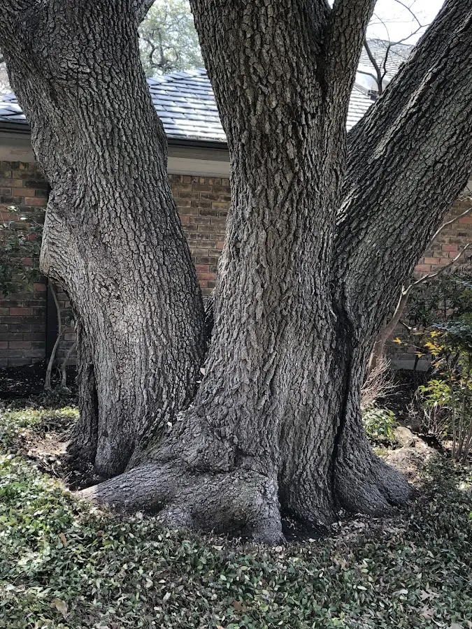 Mature heritage tree close to a Parkers Prairie property cared for by certified arborists